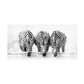 Trademark Fine Art Henry Zhao 'Zebras' Canvas Art, 16x32 1X13958-C1632GG